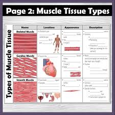 Image result for Muscle Tissue