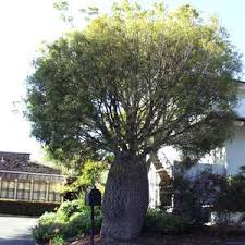 Image result for Brachychiton