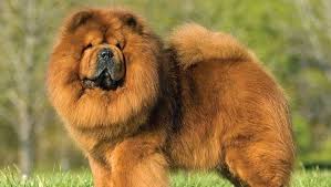 Acest lucru inseamna ca nu produc alergeni prin pielea moarta sau prin matreata. Chow Chow Intra Aici Daca Vrei Sa Stii Tot Despre Rasa Rasedecaini Ro