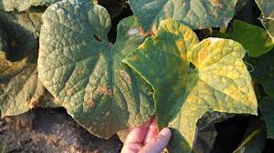 Image result for mildew on cucumbers