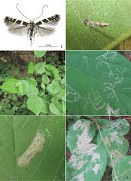 Image result for Melhania acuminata