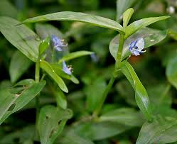 Image result for Commelina diffusa