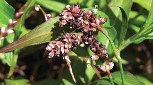 Image result for Persicaria decipiens