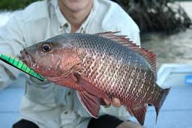 Cara membuat rangkaian pancing sederhana untuk mancing kakap putih. Tips Memancing Ikan Mangrove Jack Steemit