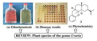 Image result for Uvaria tanzaniae