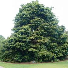 Image result for Ilex mitis