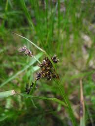 Image result for Pycreus niger