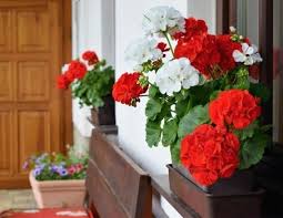 The flowers need to be dried and crushed and mixed with water. Are There Any Plants That Repel Bed Bugs Bed Bugs Insider
