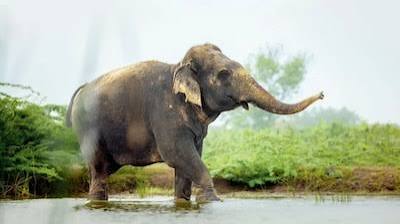 वंतारा ने असम बाढ़ से बचाए गए हाथी 'जॉयमोती' को विशेष उपचार के लिए एयरलिफ्ट किया | भारत समाचार - न्यूज़18