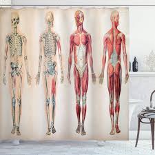 How to draw all the muscles of the human body from front view and from 3/4 view. Ambesonne Human Anatomy Shower Curtain Vintage Chart Of Body Front Back Skeleton And Muscle System Bone Mass Graphic Cloth Fabric Bathroom Decor Set With Hooks 70 Long Ruby Cream Amazon In Home