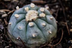 Lophophora Williamsii, Cactus, Cacti, Cactaceae - Lophoplaza