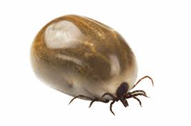 May 07, 2016 · il s'agit du dosage des anticorps circulants lors de la maladie (sérologie de lyme : Borreliose Planete Sante