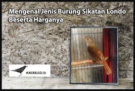 Dalam bahasa indonesia, burung satu ini bernama burung wergan jawa, dengan ukuran sekitar 14 cm, dan flamboyan jantan biasanya memiliki warna paruh bawah yang lebih gelap ketimbang betina. Mengenal Jenis Burung Sikatan Londo Beserta Harganya