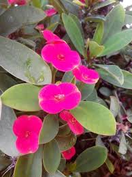 bojers spurge 麒麟花 plants flowers pics