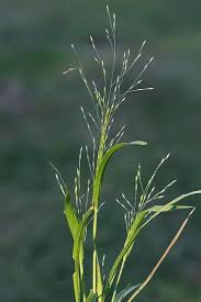 Image result for Panicum gilvum