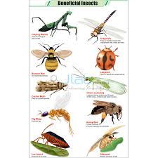 Beneficial Insects Chart India Beneficial Insects Chart