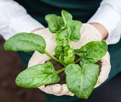 How do you grow spinach from seed? How Long Does It Take To Grow Spinach