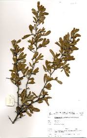 Image result for Gymnosporia buchananii