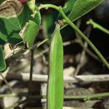 Image result for Canavalia