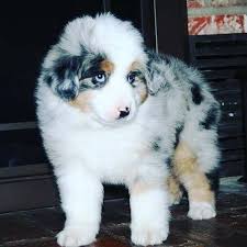 Australian shepherd puppies for adoption brisbane. Australian Shepherd Puppies For Adoption Home Facebook