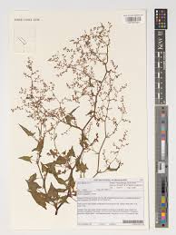 Image result for Rumex sagittatus