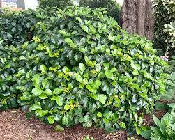 Image result for Psychotria cinerea