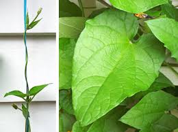 We did not find results for: Black Eyed Susan Vine Thunbergia Alata Wisconsin Horticulture