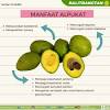 Beikut ini ada 10 manfaat penting makan buah alpukat bagi kesehatan tubuh kita. 1