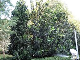 Image result for Garcinia acutifolia