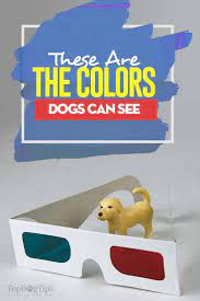 What Colors Do Dogs See Dog Science Dog Coloring Dogs