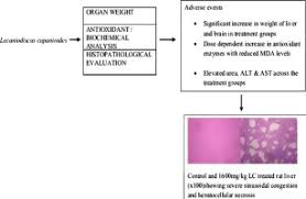 Image result for Lecaniodiscus