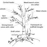 Open and save your projects and export to image or pdf. How To Prune Fruit Trees People S Trust For Endangered Species