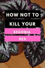 Start decreasing water in late summer to early fall and trim back foliage when it starts to yellow. Begonia Rex Care Best Care Guide 1 Plantophiles