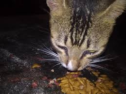 We did not find results for: Mungkin Bersyukur Dapat Ihsan Manusia Kucing Kelaparan Ini Menangis Sewaktu Menjamah Makanan Buzzkini