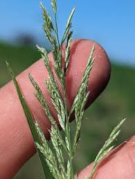 Image result for Dinebra