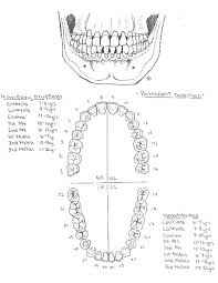 Image result for Dentition