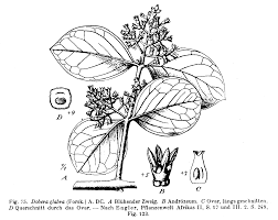 Image result for Dobera