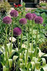 114 allium flower premium video footage. Allium Flower Of The Day Hgtv