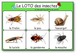 epingle sur decouvrir le vivant