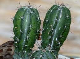 The sahara desert spans the entire northern half of africa. Desert Plants Encompass An Incredible Swath Of Diversity From The Iconic Giant Saguaros Of The American Desert Botanical Garden Desert Plants Botanical Gardens