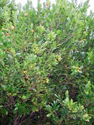 Image result for Drypetes