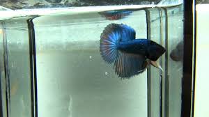 Crowntail bettas are one of several varieties of betta fish, known for their spectacular caudal fins, which can grow to 3 times the size methods. Combtail Halfmoon X Crowntail Youtube
