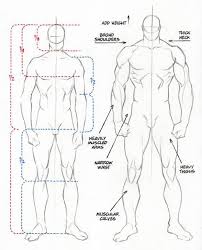 Download 35,820 male anatomy illustrations. Character Design Collection Male Anatomy Daily Art Anatomy Reference Man Anatomy Drawings