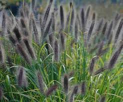 Pennisetum Ginger Love Mehrjahrige Pflanzen Staudengarten Graser Fur Schatten