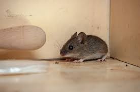 They can live in forests, grasslands and manmade structures easily. What Smells Do Mice Hate Scents That Deter Mice Terminix