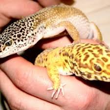 We did not find results for: Gecko Forums