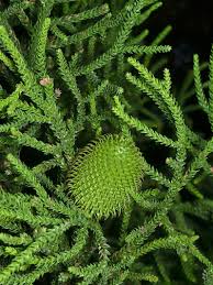 Image result for Araucaria cunninghamii
