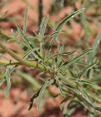 Image result for Hermbstaedtia fleckii