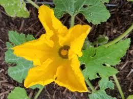 We did not find results for: Why Have My Courgettes Only Got Male Flowers Mandycanudigit