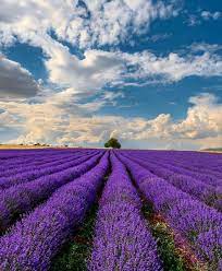 Kozani Lavender Fields Photography Lavender Fields Fields Photography